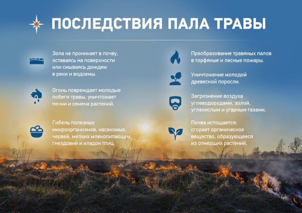 трава 5.jpg трава 5.jpg